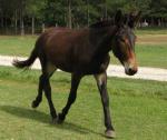 American Mammoth Jack | Horse | Horse Breeds