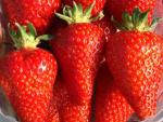 Syria | Strawberry Species 