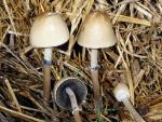 Panaeolus semiovatus - Fungi Species | sokos jishebi | სოკოს ჯიშები