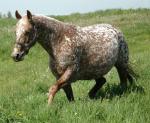 Appaloosa Sport Horse | Horse | Horse Breeds