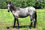 Carolina Marsh Tacky | Horse | Horse Breeds