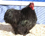 Langshan | Chicken | Chicken Breeds