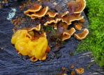 Tremella aurantia - Fungi Species | sokos jishebi | სოკოს ჯიშები