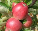 Worcester Pearmain | Apple Species 