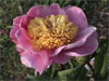 Alstead -                                                                                                                 Peonies Varieties | PIONI | პიონი