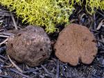 Gautieria monticola - Fungi Species | sokos jishebi | სოკოს ჯიშები