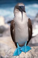 Blue-footed Booby - Bird Species | Frinvelis jishebi | ფრინველის ჯიშები