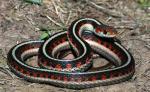 Thamnophis sirtalis infernalis - California Red-sided Gartersnake - Snake Species | Gveli | გველი