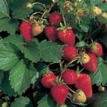 Annapolis - Strawberry  Varieties | marwyvis jishebi | მარწყვის ჯიშები