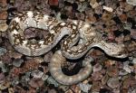 Croatalus molossus - Black-tailed Rattlesnake | Snake Species