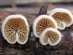 Crepidotus fimbriatus - Fungi Species