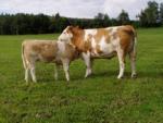 Beef simmental - COW BREEDS | DZROXIS JISHEBI | ძროხის ჯიშები