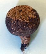 Lycoperdon nigrescens - Fungi Species