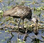 Limpkin - Bird Species | Frinvelis jishebi | ფრინველის ჯიშები