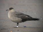 Parasitic Jaeger - Bird Species | Frinvelis jishebi | ფრინველის ჯიშები