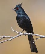 Phainopepla - Bird Species | Frinvelis jishebi | ფრინველის ჯიშები