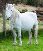 Eriskay | Horse | Horse Breeds