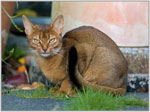 Abyssinian | Cat | Cat Breeds