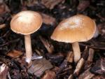 Tubaria furfuracea - Fungi Species | sokos jishebi | სოკოს ჯიშები