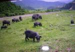 Hezuo | Pig | Pig Breeds