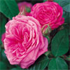 Gertrude Jekyll