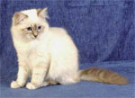 Birman | Cat | Cat Breeds