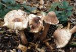 Leucoagaricus americanus - Fungi Species | sokos jishebi | სოკოს ჯიშები