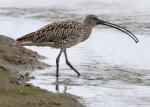 Far Eastern Curlew - Bird Species | Frinvelis jishebi | ფრინველის ჯიშები