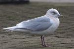 Iceland Gull - Bird Species | Frinvelis jishebi | ფრინველის ჯიშები