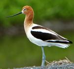 American Avocet - Bird Species | Frinvelis jishebi | ფრინველის ჯიშები