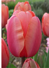 Apricot Impression -                                                         Tulip Species | TITA | ტიტა                                                        