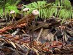Micromphale sequoiae - fungi species list A Z