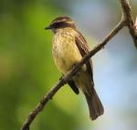 Piratic Flycatcher - Bird Species | Frinvelis jishebi | ფრინველის ჯიშები