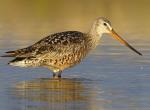Hudsonian Godwit - Bird Species | Frinvelis jishebi | ფრინველის ჯიშები