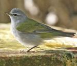 Tennessee Warbler - Bird Species | Frinvelis jishebi | ფრინველის ჯიშები