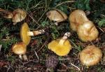 Suillus umbonatus - fungi species list A Z