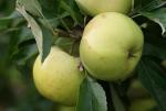 Freyberg | Apple Species 