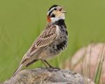 Chestnut-collared Longspur - Bird Species | Frinvelis jishebi | ფრინველის ჯიშები