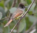 Dusky-capped Flycatcher - Bird Species | Frinvelis jishebi | ფრინველის ჯიშები