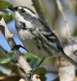 Black-throated Gray Warbler - Bird Species | Frinvelis jishebi | ფრინველის ჯიშები
