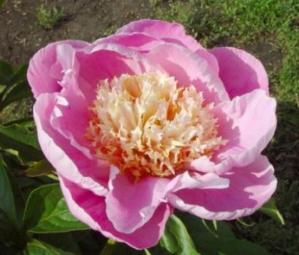 Alice Roberts -                                                                                                                 Peonies Varieties | PIONI | პიონი