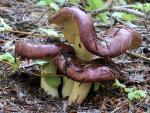 Russula xerampelina - Fungi Species