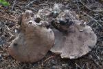 Sarcodon laevigatus - Fungi Species