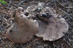Sarcodon laevigatus - fungi species list A Z