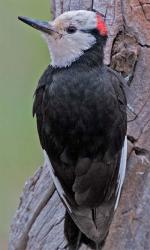 White-headed Woodpecker - Bird Species | Frinvelis jishebi | ფრინველის ჯიშები