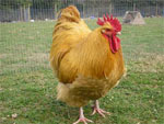Orpington | Chicken | Chicken Breeds