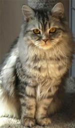 British Semi-Longhair | Cat | Cat Breeds