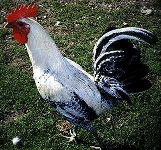 Fayoumi - chicken Breeds | ქათმის ჯიშები | qatmis jishebi