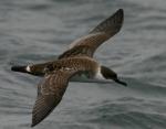 Greater Shearwater - Bird Species | Frinvelis jishebi | ფრინველის ჯიშები