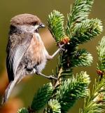 Boreal Chickadee - Bird Species | Frinvelis jishebi | ფრინველის ჯიშები